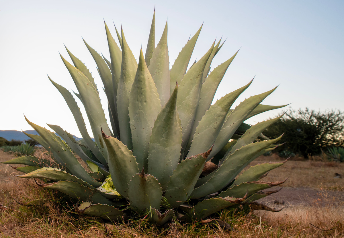 Cenizo: Die Agave, die zwölf Jahre wartet